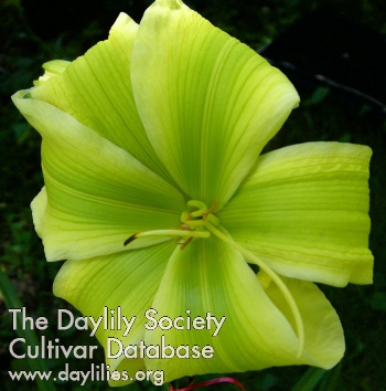 Daylily Green Icon